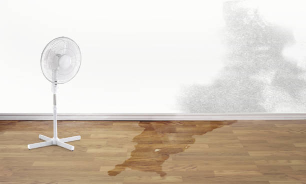 Best Mold removal after water damage  in Townsend, DE